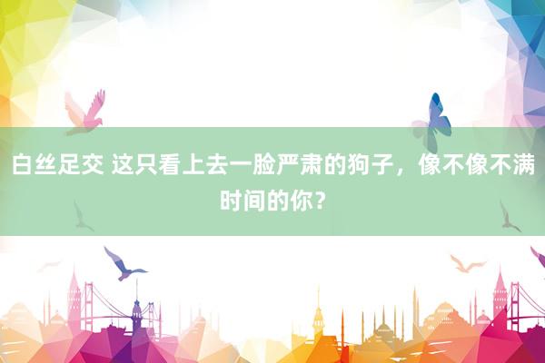 白丝足交 这只看上去一脸严肃的狗子，像不像不满时间的你？